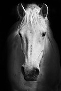 Obraz Biely Kôň zv6809